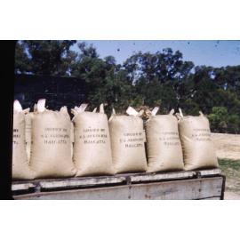 Bean crop packed for market from the Arbuckle market garden