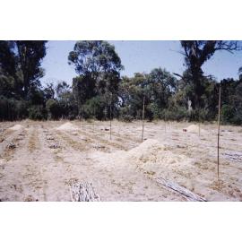 Bean seed planting at the  Arbuckle market garden in Gwelup 