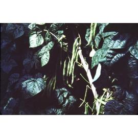 Bean crop in the Arbuckle Market Garden in Gwelup