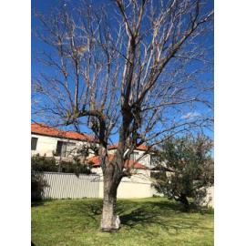 Back garden of 29 Tyler Street, Joondanna