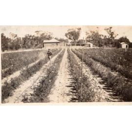 Tending the crops on the Arbuckle market garden 