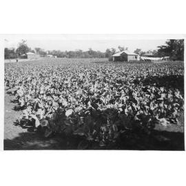 Arbuckle market garden with home in background