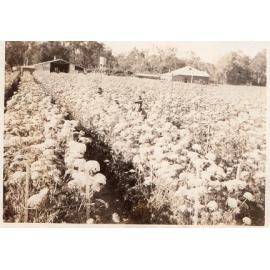 Arbuckle family home and work shed