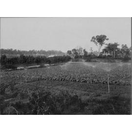 Sprinklers operating at the Arbuckle market garden 