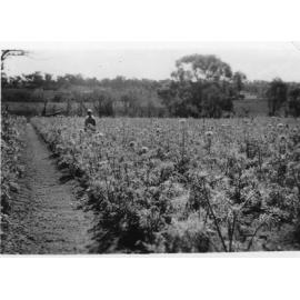 Carrot crop at the Arbuckle market garden 