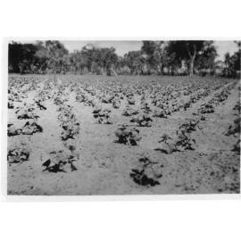 Cucumber and rockmelon crops at the Arbuckle market garden 