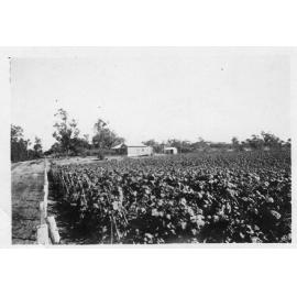 Arbuckle family home and market garden