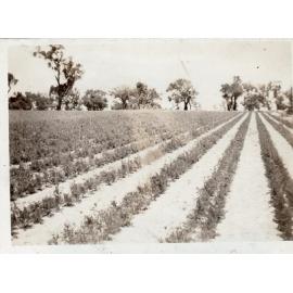 Arbuckle market garden field