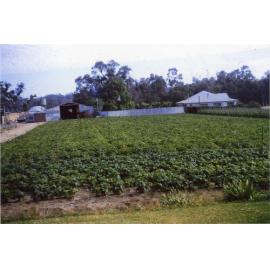 Arbuckle family's market garden in Gwelup
