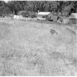 Allan Maddox's family property in Balga showing house and large grassy area