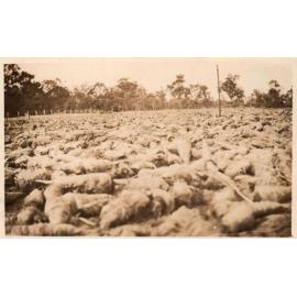 A market garden field on the Arbuckle family's property
