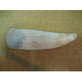 Sperm whale tooth