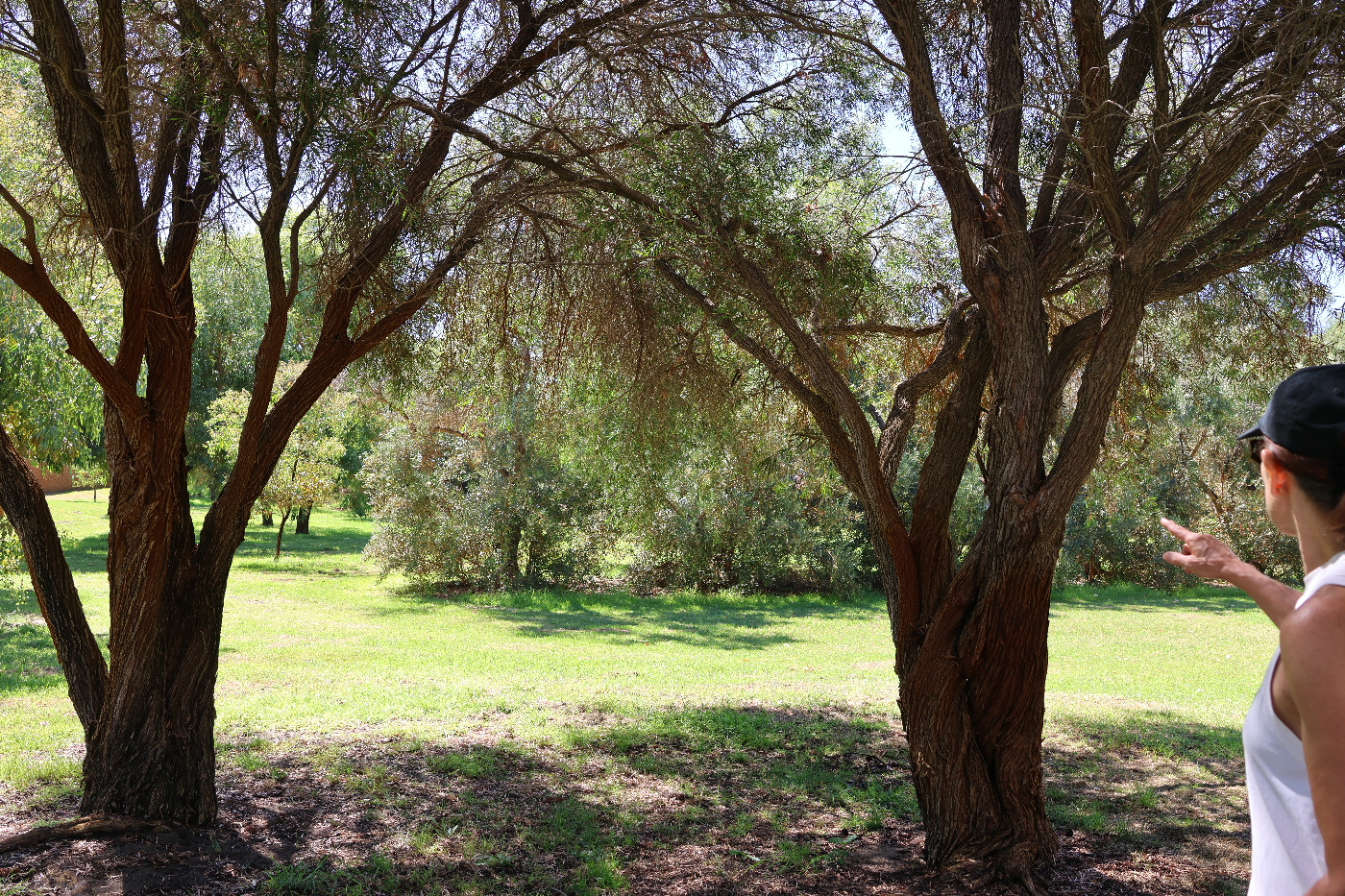 The Stergiou family had market gardens around what is now Risley Wessex Reserve in Carine. There are remnant olive trees on the Reserve as indicated in this photo with daughter Vicki Norriss.